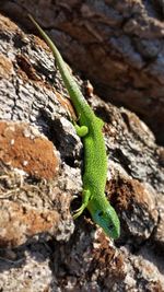 Close-up of lizard on rock