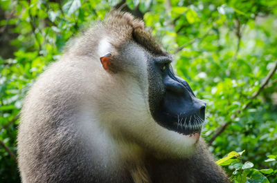 Close-up of monkey on tree