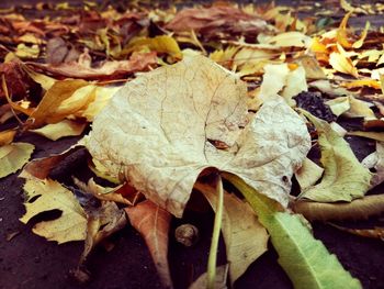 Close-up of fallen maple leaves