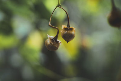 Close-up of fruits hanging on plant