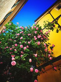 Low angle view of pink flowering plants against building