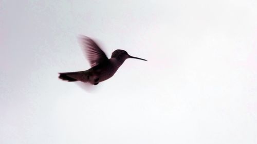 Low angle view of a bird flying