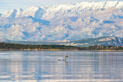 Swan swimming on lake against mountains during winter