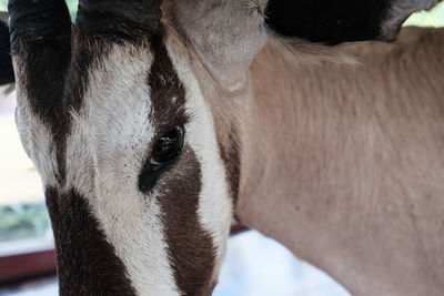 Close-up of a zebra horse