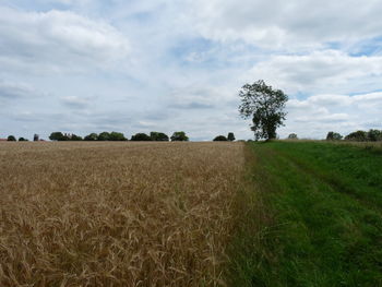 Scenic view of field against sky