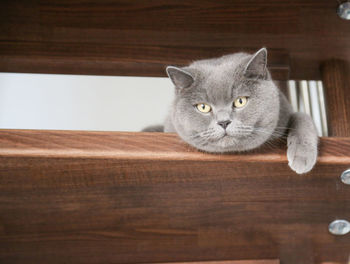 Portrait of cat relaxing on wooden floor