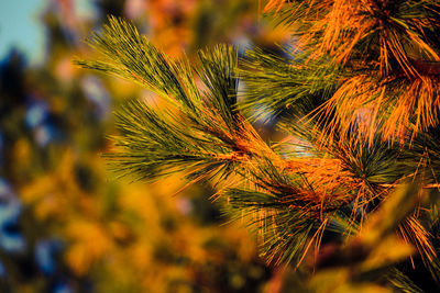 Close-up of palm tree