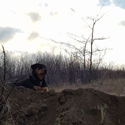 Portrait of dog sitting on field against sky