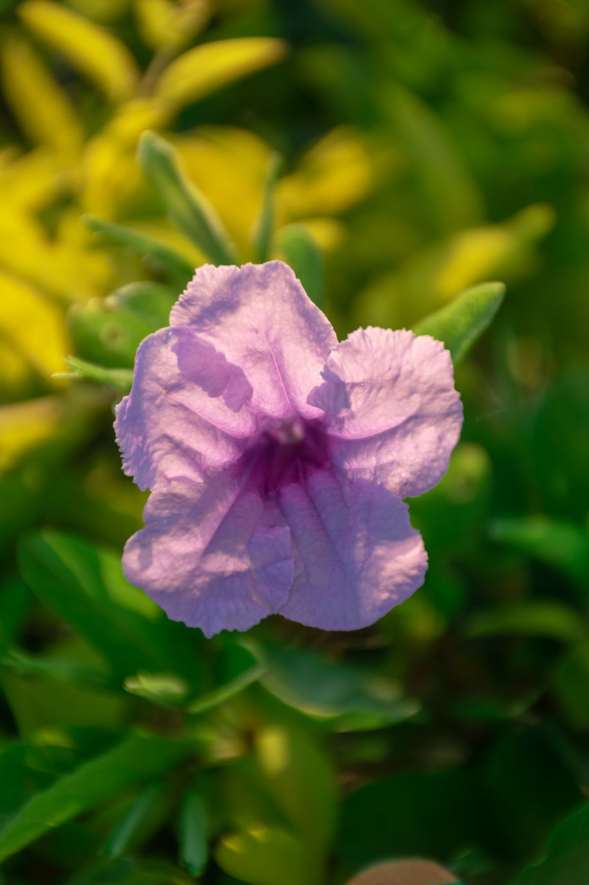 CLOSE-UP OF PURPLE FLOWERING PLANTS