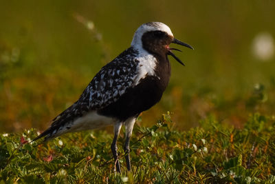 Close-up of bird perching on grass