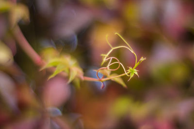 Close-up of leaves against blurred background