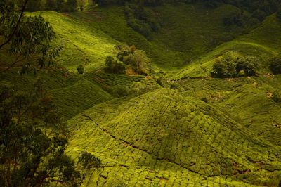 Lanscape of cameron highlands, malasya