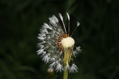 Close-up of white dandelion flower