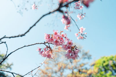 Low angle view of cherry blossoms against sky