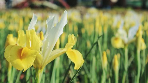 Close-up of yellow flowers blooming on field