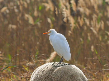 Bird perching on rock