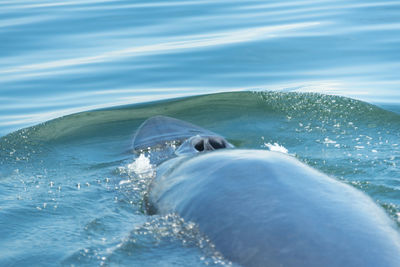 Horse swimming in sea against sky