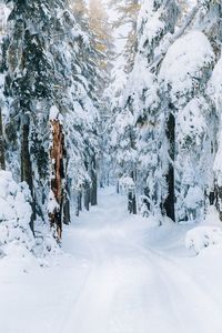 Snow covered trees on land during winter