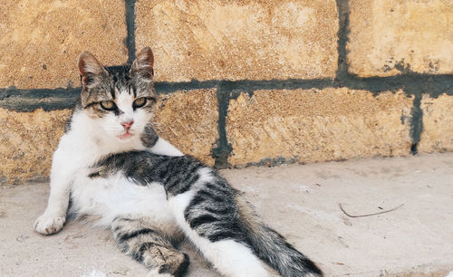 Cat sitting against wall