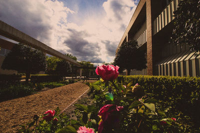 Pink flowers blooming in park