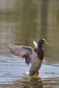 Bird flying over lake