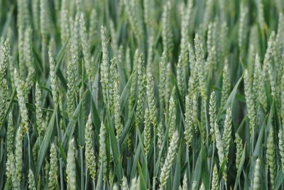 Close-up of crop in field