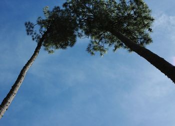 Low angle view of trees against blue sky