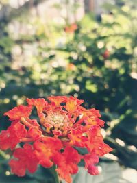 Close-up of flowers blooming outdoors