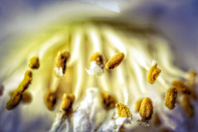 Close-up of yellow flowering plant