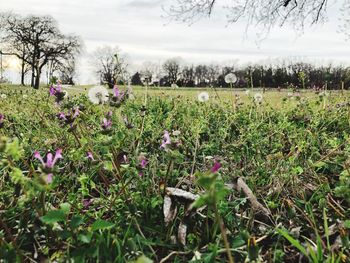 Purple flowering plants on field against sky