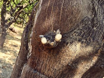 High angle view of snake on tree trunk