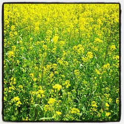 Yellow flowers growing in field