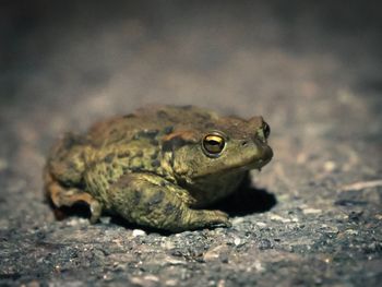 Close-up of turtle