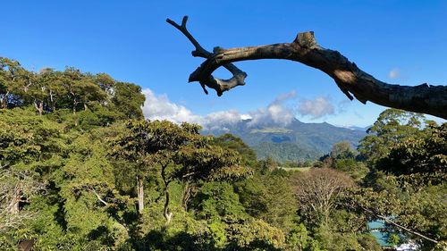 Scenic view of tree against sky