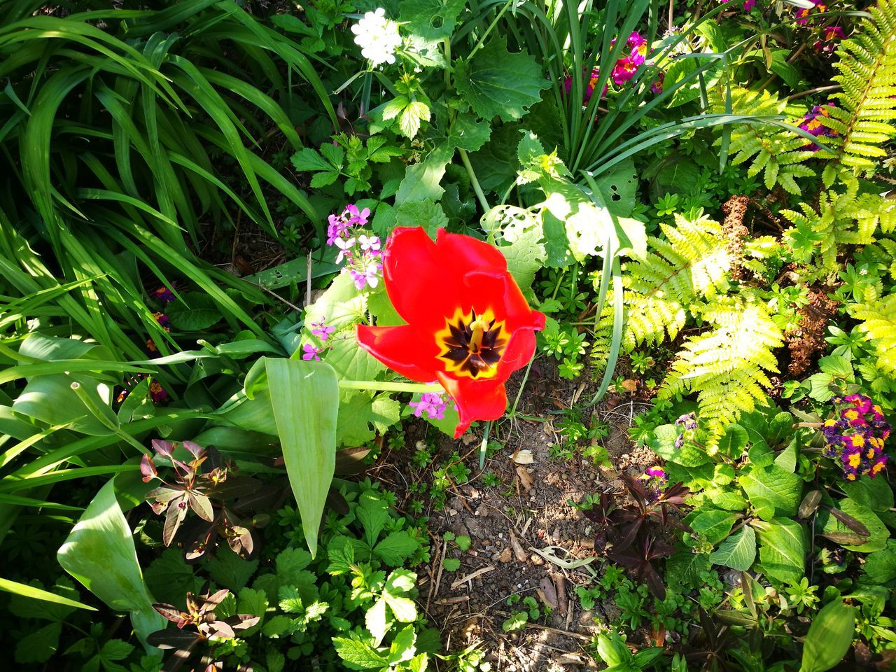 flower, red, growth, plant, beauty in nature, nature, fragility, green color, no people, blooming, flower head, freshness, leaf, poppy, outdoors, close-up, day, zinnia