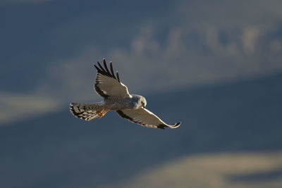 Low angle view of eagle flying in sky