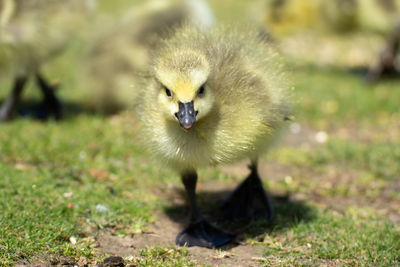 Close-up of a bird on field