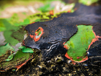 High angle view of leaf on tree trunk