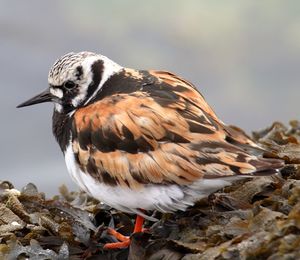 Close-up of a bird