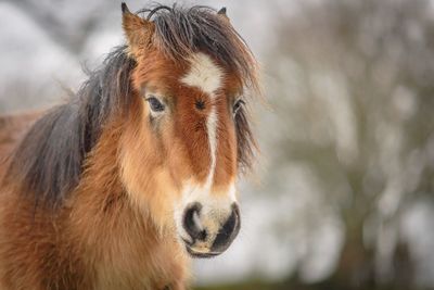 Close-up of a horse