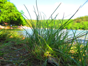 Close-up of grass against trees