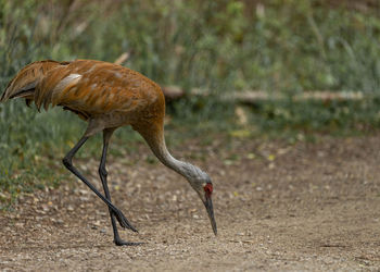 View of bird on land