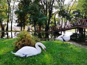 Swans in a lake