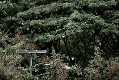 View of plants and trees in forest