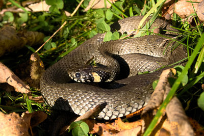 Close-up of a reptile in a forest