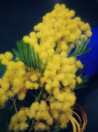 Close-up of yellow flowers