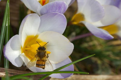 Close-up of honey bee on white flower