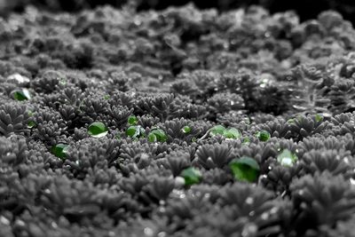 Close-up of moss on rock