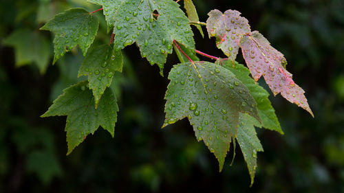 Close-up of fresh green leaves