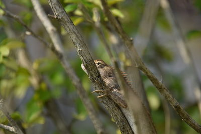 Close-up of bird perching on branch